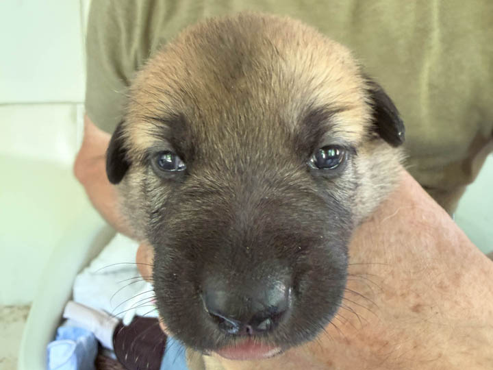 chinook puppy